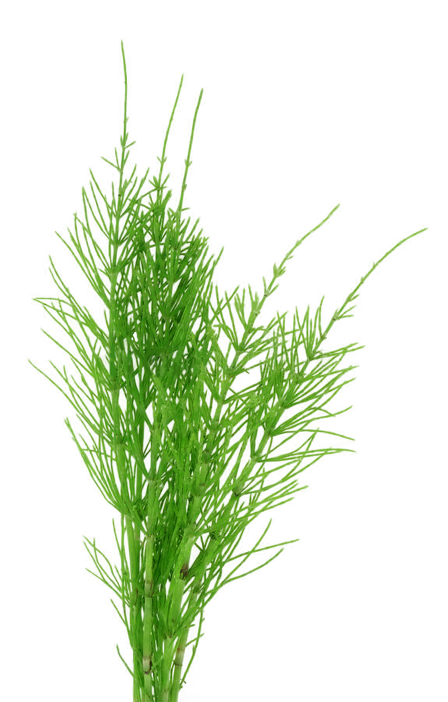 Cereza de café orgánico